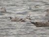 Caspian Gull at Paglesham Lagoon (Steve Arlow) (135019 bytes)